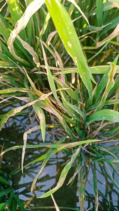 Stackburn of Rice - వరి