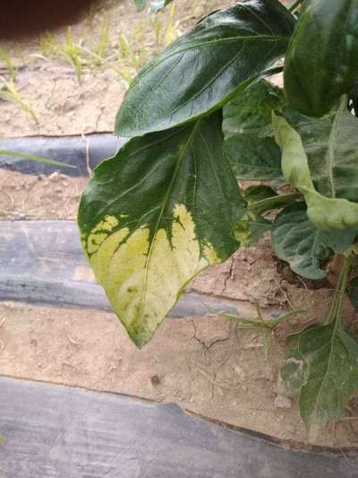 Chilli Cercospora Leaf Spot - Capsicum & Chilli