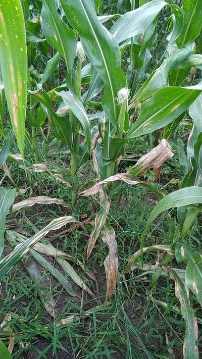 Northern Leaf Blight - Maize