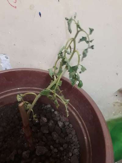 Bacterial Wilt - Tomato