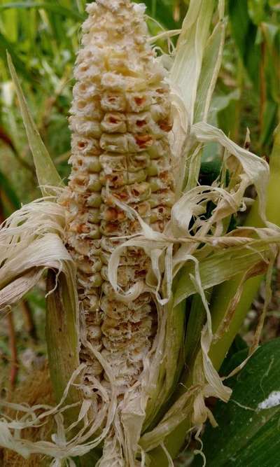 Stink Bugs on Maize, Millet and Sorghum - Maize