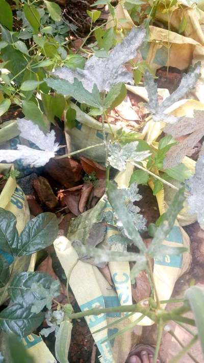 ചൂർണപൂപ്പുരോഗം - വെണ്ടക്ക