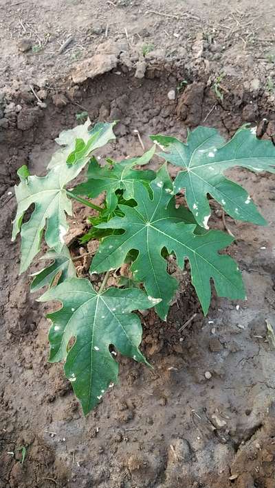 Wind Damage on Cucumber - Papaya