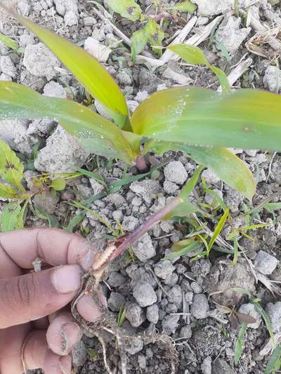 কাটুই পোকা - ভুট্টা