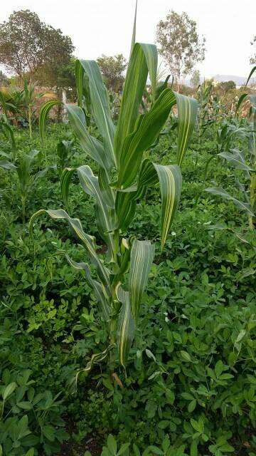 Iron Deficiency - Maize