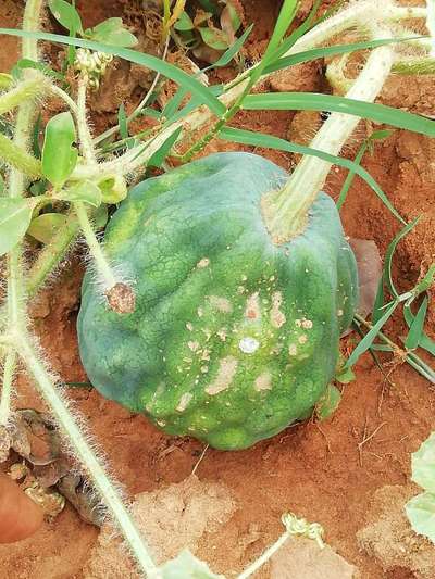 Boron Deficiency - Melon