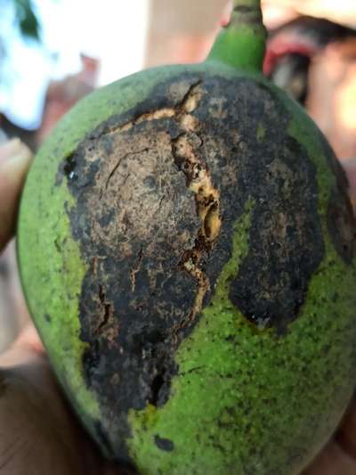 Bacterial Black Spot of Mango - Mango