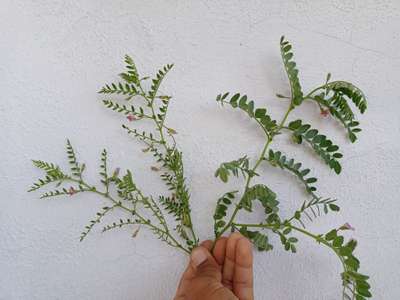 Herbicide Growth Damage - Chickpea & Gram