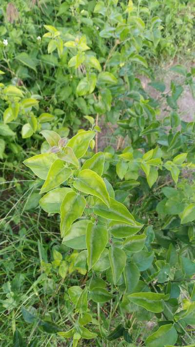 Manganese Deficiency - Citrus