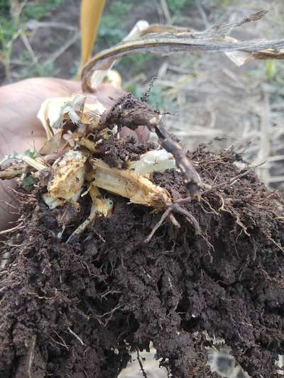 Bacterial Stalk Rot of Maize - Maize