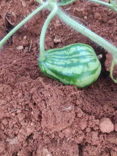 Boron Deficiency - Melon