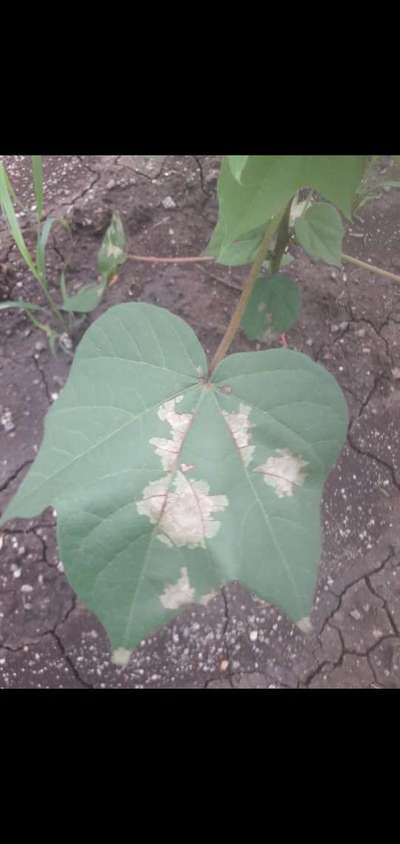 Wet Weather Blight of Cotton - Cotton