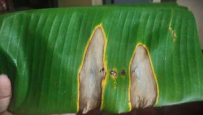 Leaf Blotch of Banana - Banana