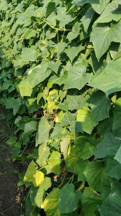 Leaf Miner Flies - Cucumber