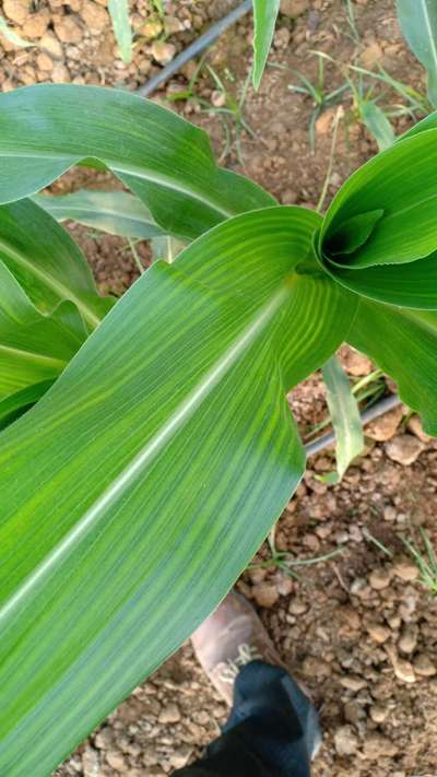 Magnesium Deficiency - Maize