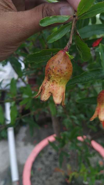 ডালিমের ফোস্কা রোগ - ডালিম