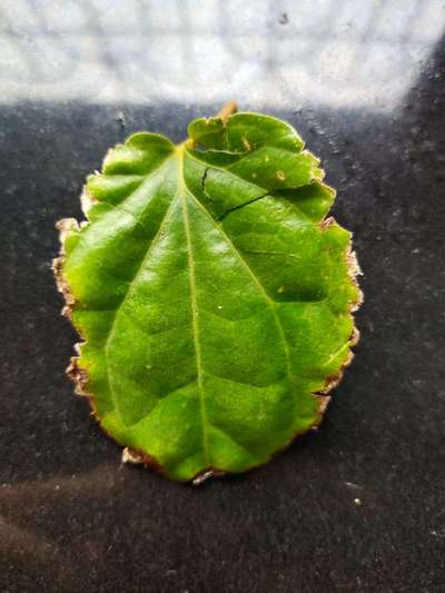 Potassium Deficiency - Cotton