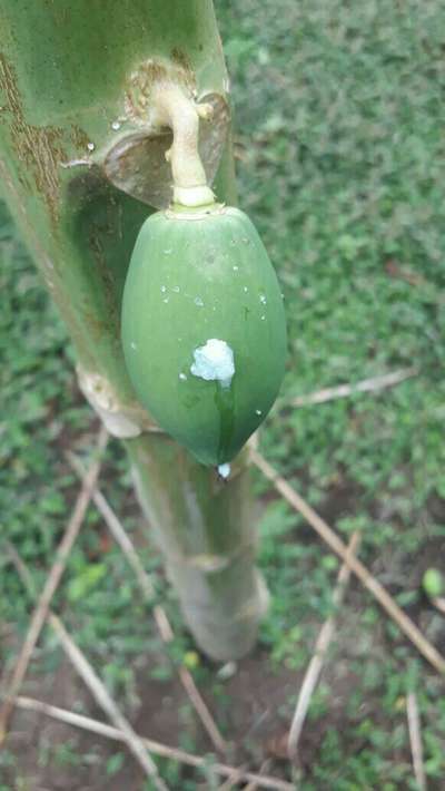 Mosca de la fruta de la papaya - Papaya