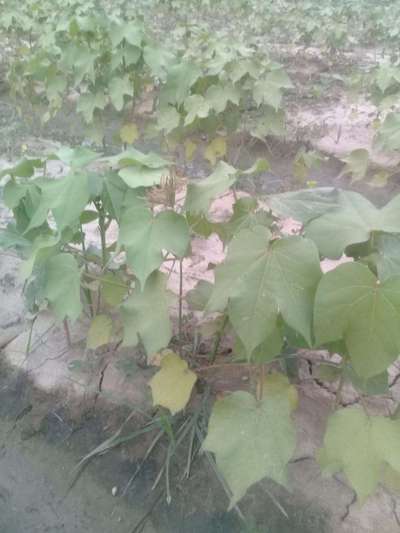 Nitrogen Deficiency - Cotton