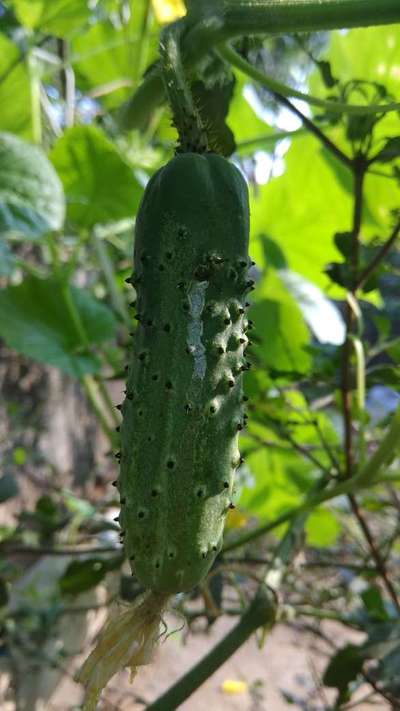 Melon Fruit Fly - Cucumber