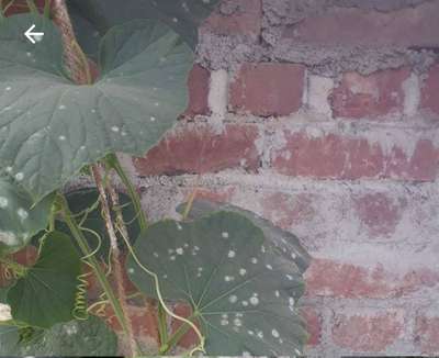 Powdery Mildew - Pumpkin