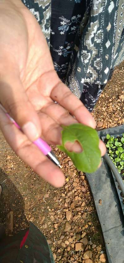 Flea Beetles - Brinjal