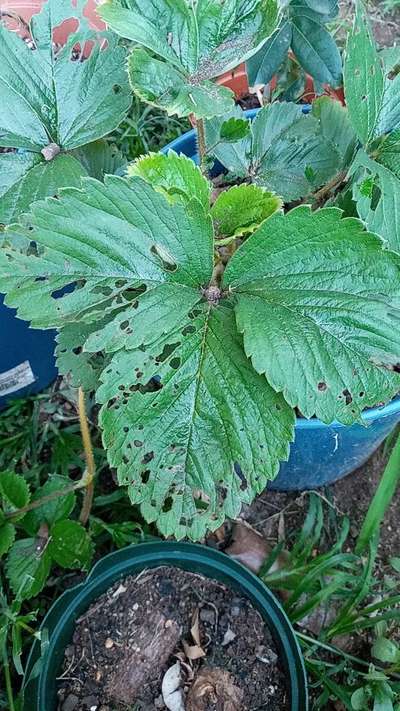 Tobacco Caterpillar - Strawberry