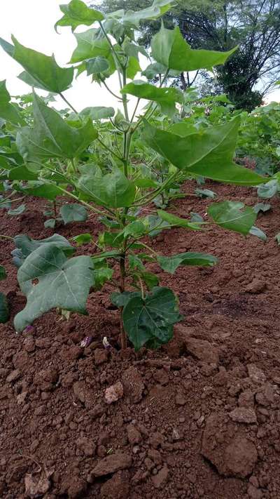 Boron Deficiency - Cotton