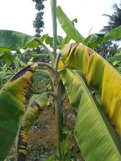 மோக்கோ நோய் (பாக்டீரியா வாடல் நோய்) - வாழைப் பழம்