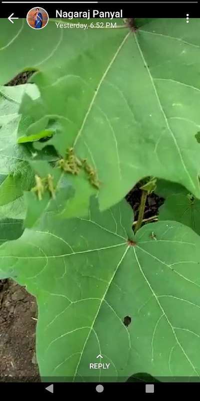 Short horned Grasshopper and Locust - Cotton