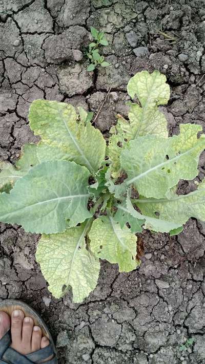 Flea Beetles - Cabbage