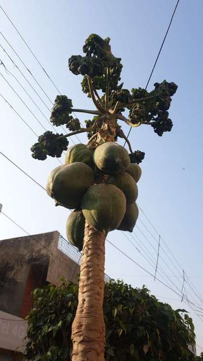 Papaya Leaf Curl Virus - Papaya