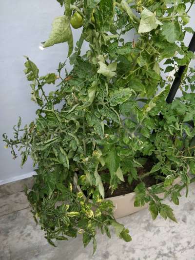 Tomato Yellow Leaf Curl Virus - Tomato