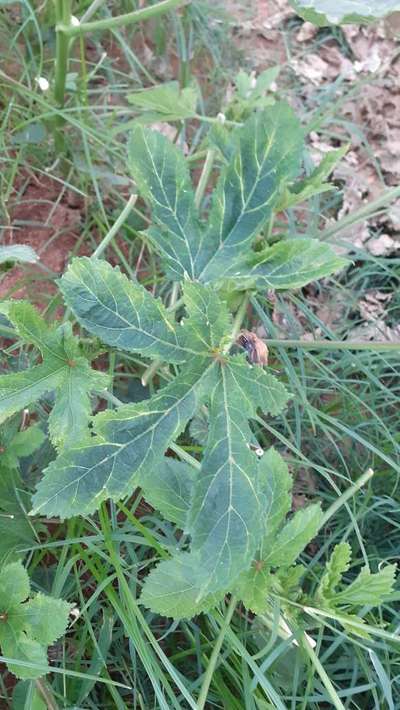 Whiteflies - Okra