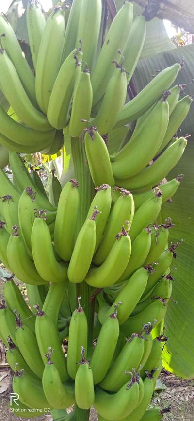 পটাশিয়ামের অভাবজনিত লক্ষণ - কলা