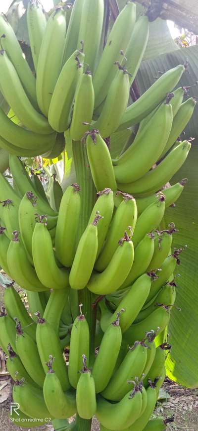 পটাশিয়ামের অভাবজনিত লক্ষণ - কলা