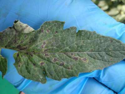 Mancha-de-septoria / Septoriose - Tomate