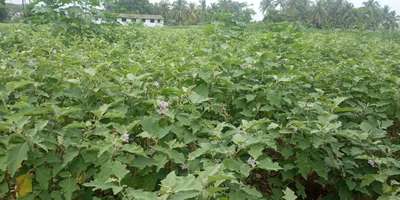 Brinjal Shoot and Fruit Borer - Brinjal