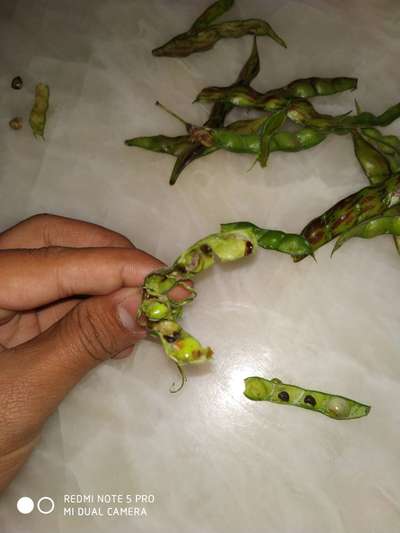 Gram Pod Borer - Pigeon Pea & Red Gram