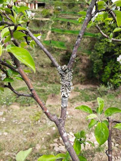 Silver Leaf - Apple