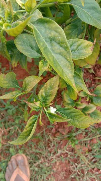 ಮೆಗ್ನೀಸಿಯಮ್ ಕೊರತೆ - ದಪ್ಪ ಮೆಣಸಿನಕಾಯಿ & ಮೆಣಸಿನಕಾಯಿ