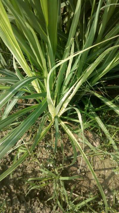 Iron Deficiency - Sugarcane