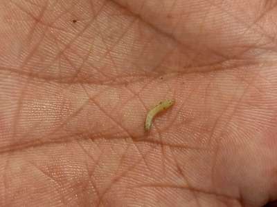 Tobacco Caterpillar - Cabbage