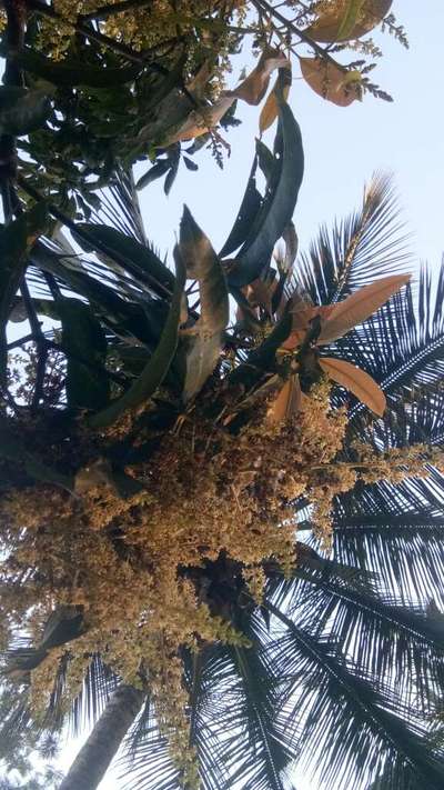 ಪಪ್ಪಾಯ ಮತ್ತು ಮಾವಿನ ಚುಕ್ಕೆ ರೋಗ (ಆಂಥ್ರಾಕ್ನೋಸ್) - ಮಾವು