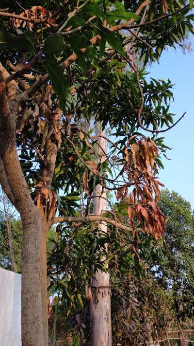 आम की युवा टहनियों के जुएं (शूट सायलिड) - आम