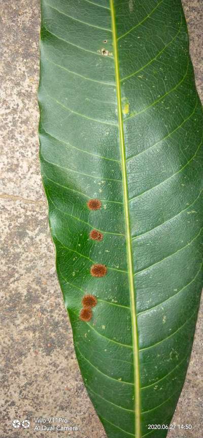 Algal Leaf Spot - Mango