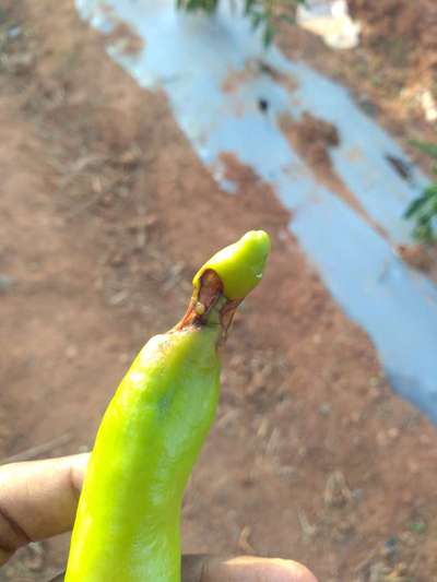 Boron Deficiency - Capsicum & Chilli