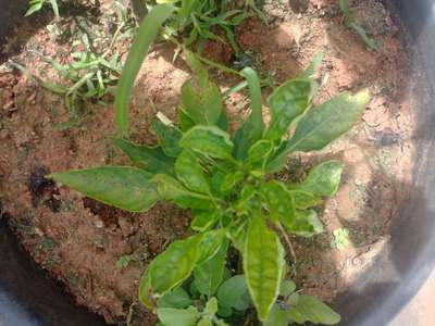 Chilli Leaf Curl Virus - Capsicum & Chilli