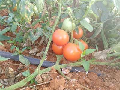 Melon Fruit Fly - Tomato