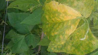 Bean Yellow Mosaic Virus - Bean